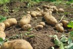 Продажбите на биологични картофи в Германия намаляха наполовина