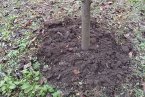 Предзимна обработка на почвата в овощните градини и лозята