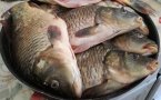 Проверките на рибните пазари започват днес и ще продължат до Никулден