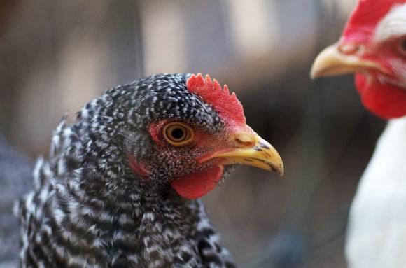 До декември 2022 са умъртвени 50 милиона птици в европейски ферми