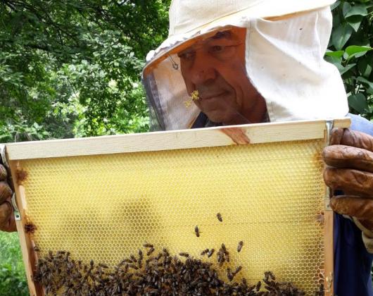 На все повече пчелари у нас се налага да разпродават бизнеса си