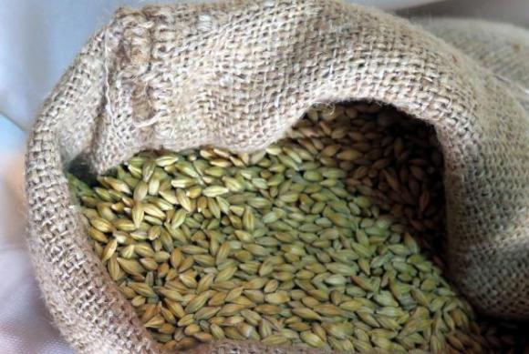Поевтиняването на пшеницата се превръща в тенденция на търга в Алжир