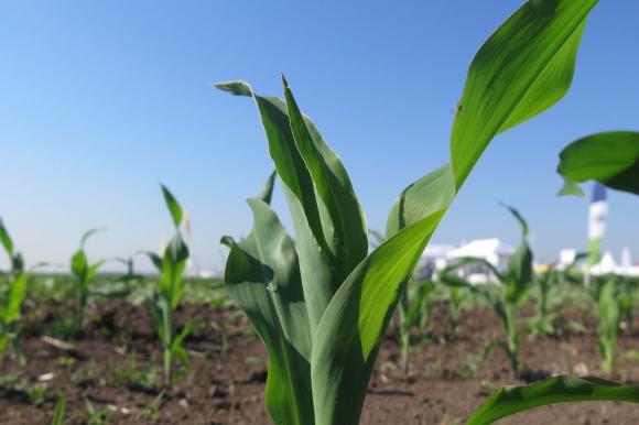 Срив от близо 98 процента при износа на царевица от порт Варна