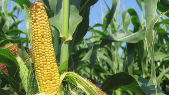 Цената на царевицата в ЕС се срина под пресата на засилен внос и ниските цени от Украйна
