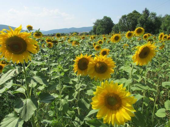 България и Румъния свиват покупките на украински слънчоглед
