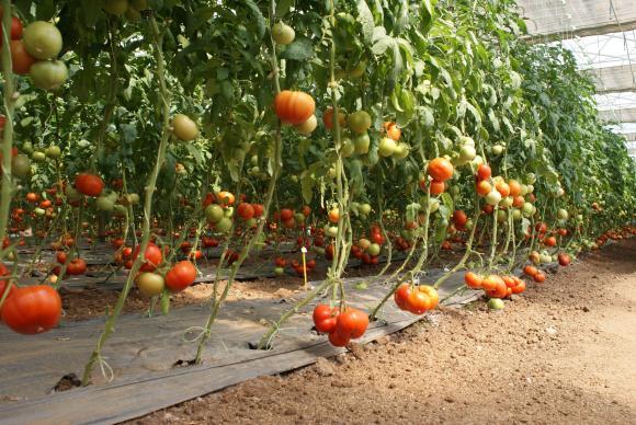 Полски лидер в производството на домати в Европа строи оранжерия в Румъния