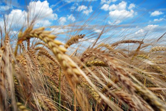 Сделката за зърнения коридор от Украйна е удължена, но само за 60 дни