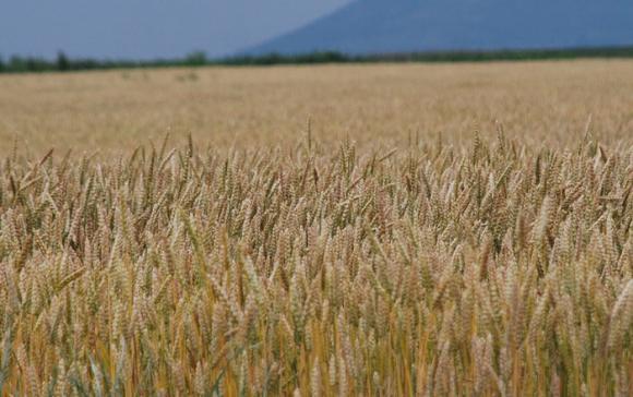Алжир е закупил поне 420 000 тона мека пшеница  