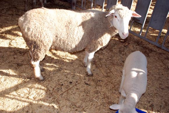 Съборът на овцевъдите от 6 до 8 май - с нови състезания за фермерите!