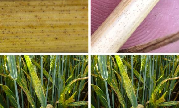 Фузариозата по пшеницата може да доведе до над 30 % загуба на добив и високо ниво на микотоксини в зърното