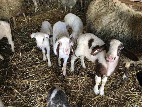 И овцевъдите щели да блокират ГКПП заради вноса на агнешко от Северна Македония