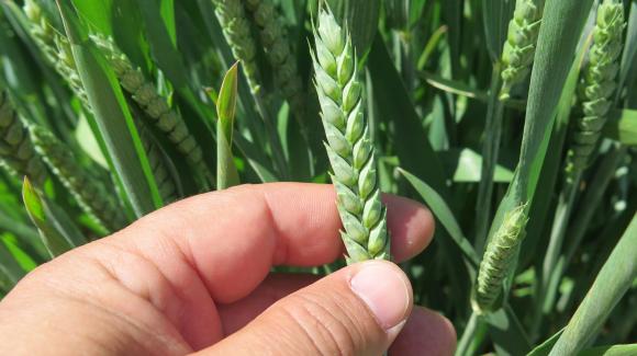 Перспективите за реколтата от пшеница в САЩ се влошават