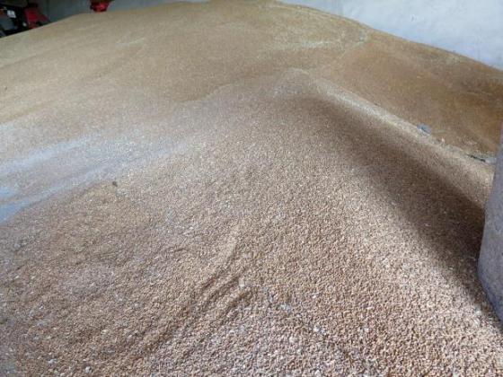 Руските окупатори са откраднали 4 милиона тона украинско зърно