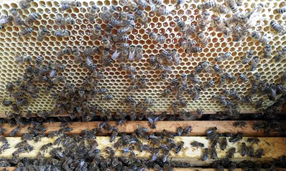Украинци и поляци създадоха високотехнологичен пчелин в Киевска област