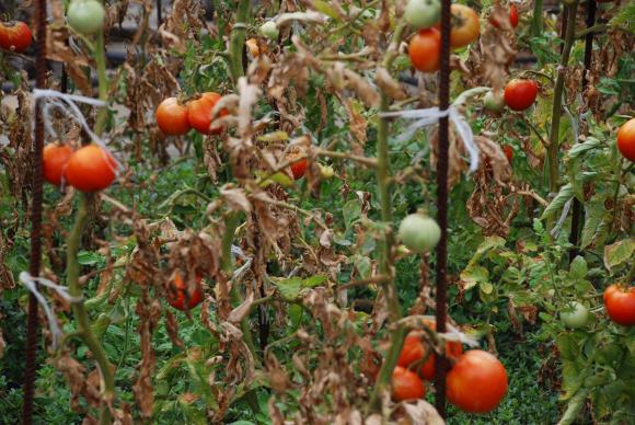 Фузарийно увяхване по доматите и други културни видове