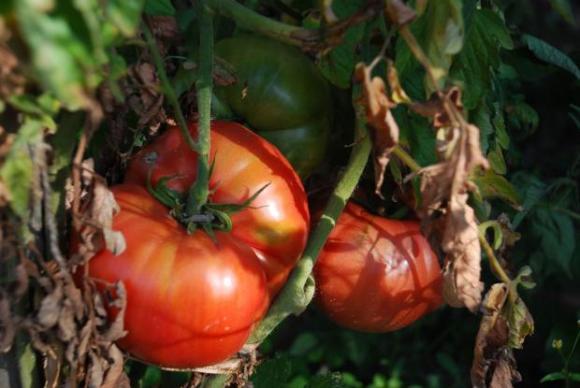 Фитофтората е болест, която може да ни остави без домати