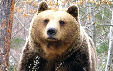 Нападения на мечки са причинили 28 щети на селскостопанско имущество през август
