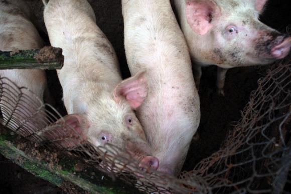 Износът на свинско от Великобритания се срина до 8-годишно дъно