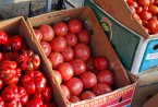 Турция отмени забраната за износ на домати 