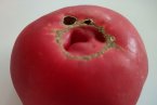 Синдром на котешко лице при доматите