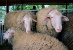 Шарката по дребните преживни животни в Бургаско налага ограничения в Ямболско