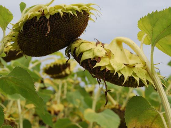 ������� ������ ������ ������ �� ���������� � ���� ������� 