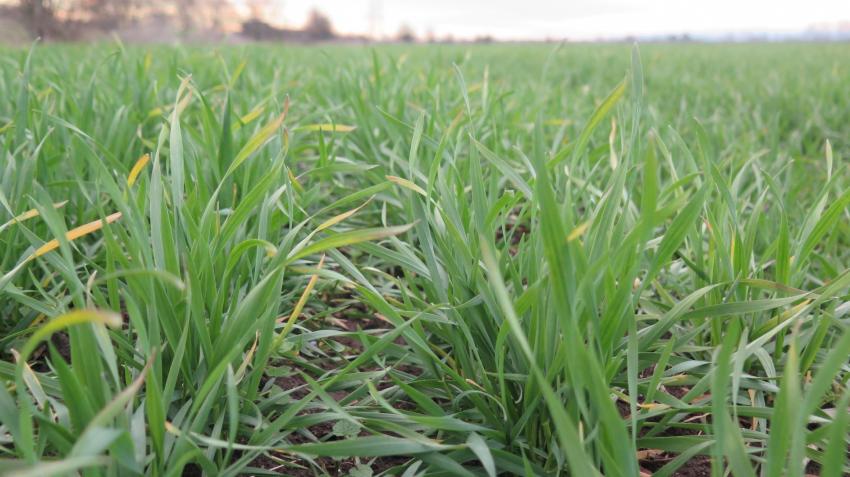 Прогнозите за вноса и запасите от мека пшеница в ЕС гонят резултатите от миналия сезон