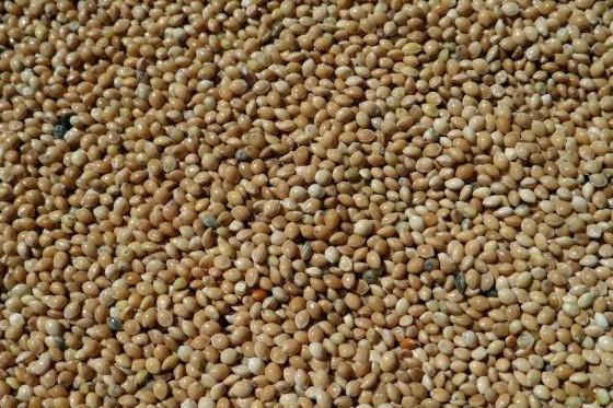 Китай ще остане водещ вносител на фуражни култури още 10 години