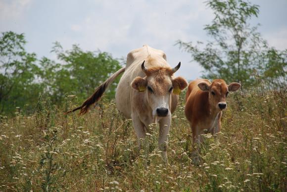 Планински говедовъди питат дали през 2024 г. ще доказват повече продадено мляко и защо
