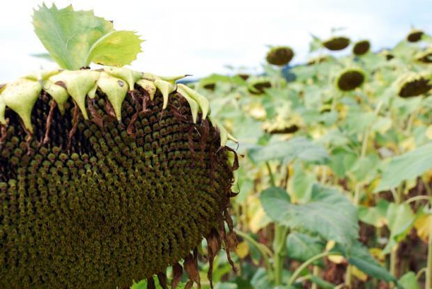 Недостатъчното предлагане спря поевтиняването на слънчогледа в Украйна