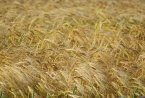 Тайланд закупи 60 000 тона фуражна пшеница от ЕС, може да е и българска 