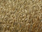 Февруарските запаси от пшеница се топят най-бързо, при слънчогледа износът не помръдва