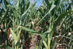 В Украйна още жънат царевица при започнала пролетна сеитба