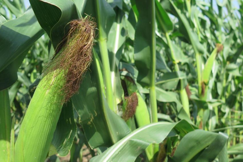 Царевицата за износ от Украйна продължава да поскъпва