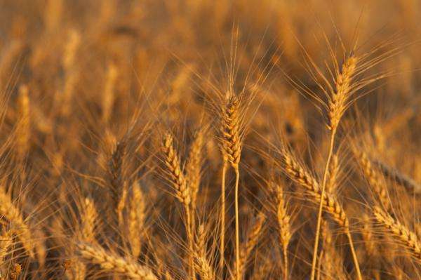 Алжир обяви търг за внос на поне 50 000 тона хлебна пшеница