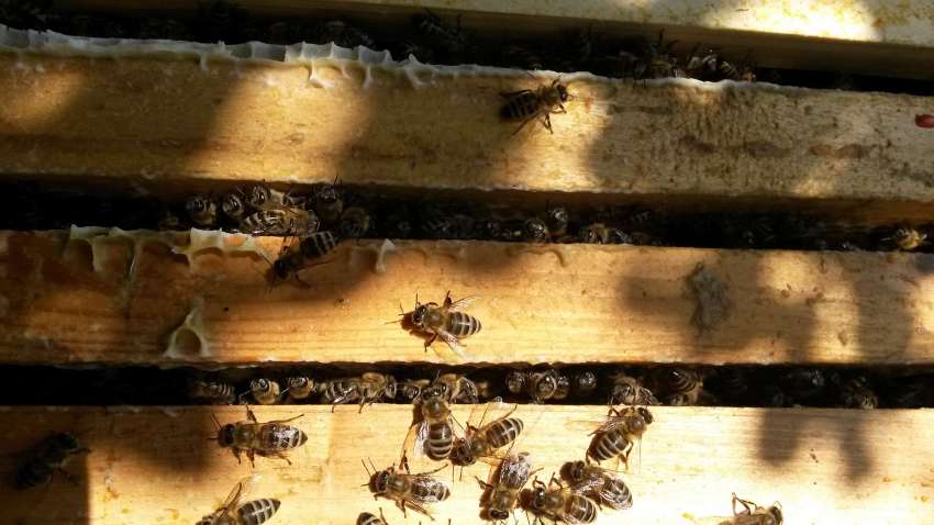 �������� �� ������� ���� �������� - ���������� �� �������� �� �������� ���������