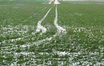 Ниски температури ще спрат вегетацията на есенниците във високите полета