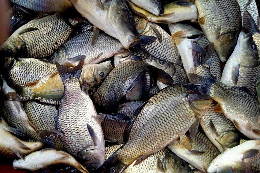 Шаран, толстолоб и таранка са най-търсените риби в Плевен преди Никулден