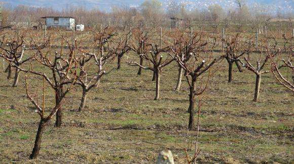 Топлото време заплашва с набъбване на пъпките на рано цъфтящите овошки