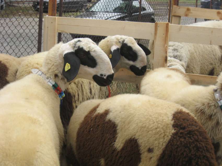 ��� ������ ������� ����� ����� �� ������ � �� ��������