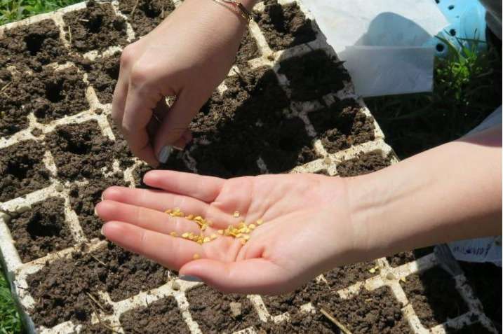 ������ ���� ���� ���������� �� ����������� ������ �� �������� � ������� 