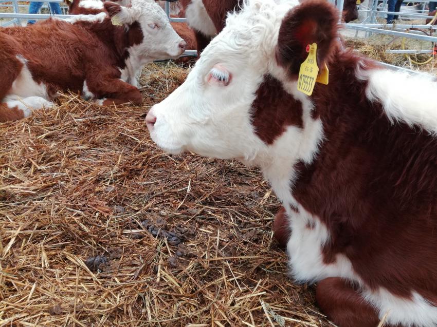 ��� 120 ����� ���������� ������� �������� �� ���������� �� ����