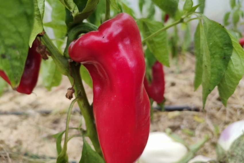 ������ �� ��������� � �������� ���������� ������ 9 ���� � ���������� �� �����