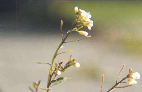 ��������� ������, �� ���������� �������������� ��� ��������