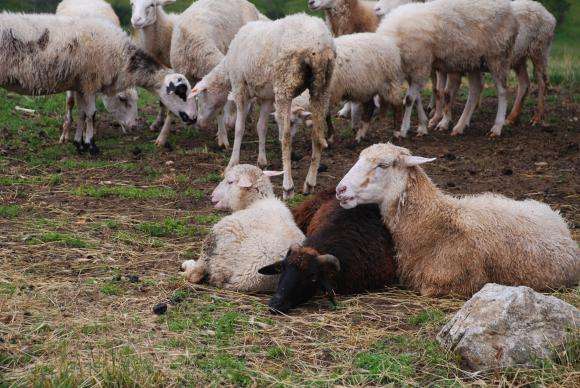 �������� ������� �� �������� �� ����������� ����������� �� ��������