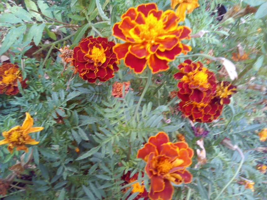 ���������� �� ��������� ��� ����� ������� � ���������