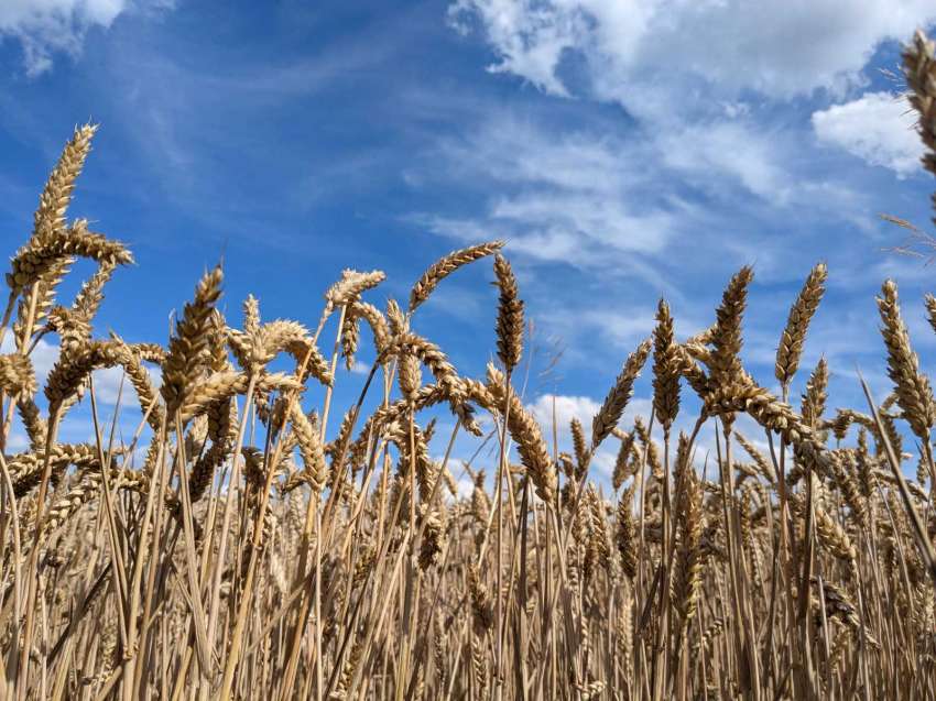 Хлебната пшеница поскъпна на международния търг в Саудитска Арабия