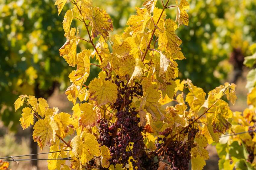 ��� ������������ �� ������������� ��������� ���������� ����������� �� ������