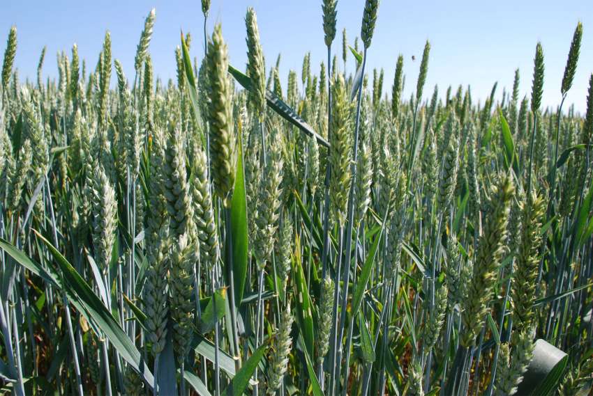 ������ �������� �� ������� � ������� N