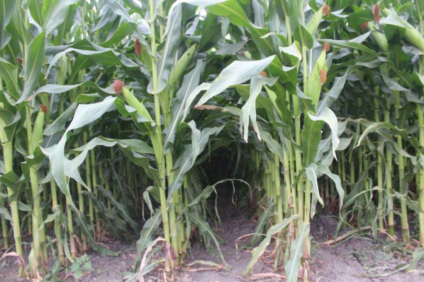 ���� ������� �� ��������� �� ��������  �� ������ ������� 260 ��� ��������